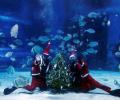 What is Santa Doing Under Water?