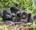 2 gorillas at US zoo test positive for COVID-19