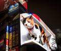 Giant 'cat' comes to life in huge billboard in Tokyo