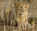 4 lions at TN zoo infected by Covid Delta variants