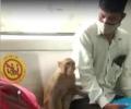 Monkey takes a 'ride' in Delhi Metro train, video goes viral