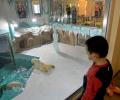 Chinese polar bear hotel opens to outrage