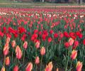 'Majestic' Tulip Garden in J-K to open from Thursday