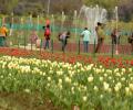 Asia's largest tulip garden in Kashmir opens for public