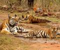 Ken-Betwa project: 'Tiger population won't survive'