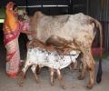 Maha govt declares desi cows 'Rajyamata Gomata'