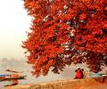 Nature Paints Kashmir In Vermilion