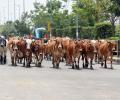 Maha to set up panel to strictly implement beef ban law