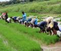 Above-normal rainfall likely in Sep but won't wipe deficit: IMD