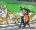 Yeh Hai India: Tiger On The Prowl?