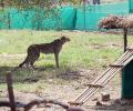 Why arrival of 12 more cheetahs to India being delayed