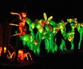 Giant Bugs Light Up Belgium Zoo