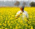 'Strong American pressure to introduce GM mustard'