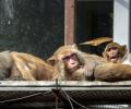 Yeh Hai India: How Monkeys Beat The Cold