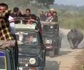 Rhino chases tourist jeeps inside Kaziranga National Park