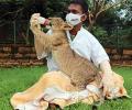 Aww! A lion cub and his human daddy