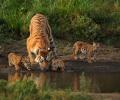 'Collarwali', tigress who gave birth to 29 cubs, dies in Pench reserve