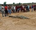 MP: Villagers capture crocodile thinking it swallowed boy