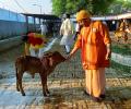 Yogi, the saffron-clad monk who will be UP CM again