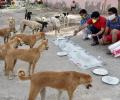 Animal lovers relieved as SC lifts stay on HC order on feeding stray dogs