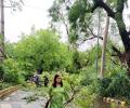 Thunderstorm uproots 290 trees in capital, Lutyens' Delhi alone loses 77