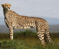 First batch of 12 cheetahs from South Africa likely to reach India in Oct