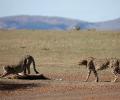 Modi to release 8 Namibian cheetahs into MP park on his birthday