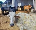 Safe to consume milk from LSD-infected cattle: IVRI official