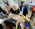 Modi to release Namibian cheetahs in MP national park today