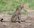 'Risky operation': South Africa on death of 2 cheetahs