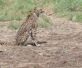 Cheetah slowly adapting to new home in India after initial hesitation