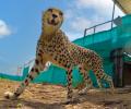 Cheetahs from Namibia enjoy 1st meal in India, appear playful