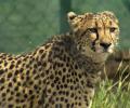 All cheetahs in good health, experts keep close watch