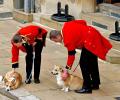 The Royal Corgis Await The Queen