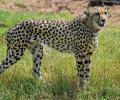 The Great Cheetah Tamasha