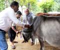 Lumpy disease: UP bans cattle trade with 4 states, slaps internal curbs too