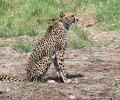 Kuno cheetah strays into nearby village