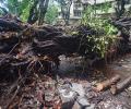 7 killed, 23 injured after tree falls on temple during 'maha aarti'