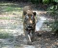 Man vs wild: Night curfew in 25 U'khand villages as tiger kills 2 in 3 days