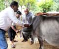 Monsoon nearing, fear of lumpy skin disease in cattle resurfaces