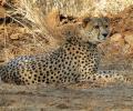 This is how cheetahs could survive in Kuno