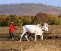 Maha's Yavatmal sees 5 farmer suicides in 3 days over suspected crop loss