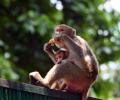 Langur mimics to scare off monkeys during G20 Summit