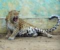 MP: Villagers try to ride on strayed ailing leopard, click selfies