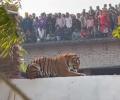 SEE: Tiger rests on wall in UP village, sparks panic