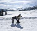 Want To Ski In Gulmarg?