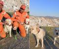 Romeo and Julie, NDRF's heroes behind Turkey rescue