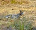 12 cheetahs from South Africa en route to India