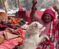 Meet Delhi's 'Dog Amma'