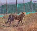 India welcomes 12 cheetahs from S Africa; count rises to 20